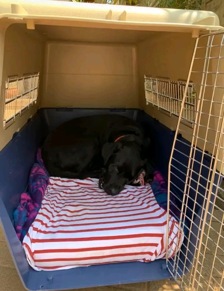 Pet Relocation